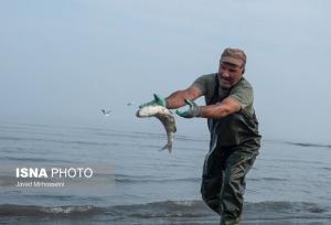 صید ۲۲۵ تنی ماهیان استخوانی در گیلان