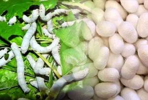 توزیع مابشی پرورش کرم ابریشم بین زنان نوغاندار راز و جرگلان