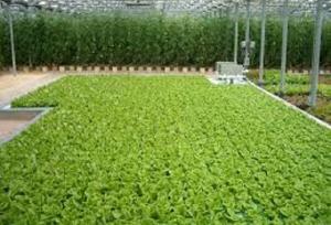 لزوم بهره‌گیری از شیوه کشاورزی هیدروپونیک در شرایط خشکسالی