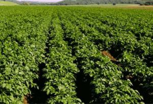 معاون سازمان جهاد کشاورزی استان: هرمزگان قطب تولید سبزی و صیفی خارج از فصل در کشور است