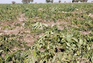 خسارت شدید باران به مزارع بادمجان در کمیز رودان