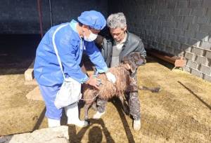 واکسیناسیون ضربتی تب برفکی در بخش بوشکان اجرا شد