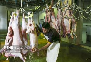 خداوردی: ۹۰ درصد کشتار دام زنجان به گوشت گاو و گوساله اختصاص دارد