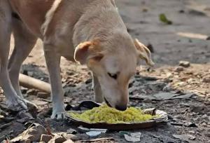 آیا غذا دادن به حیوانات ولگرد به نفع آنهاست؟