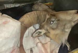 دستگیری شکارچیان غیرمجاز در منطقه شاهوار شاهرود