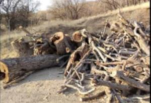 توقیف پنج تن چوب قاچاق در سنقروکلیایی