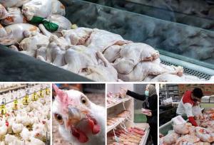 جهاد کشاورزی مازندران دلایل نوسان در بازار مرغ اعلام کرد