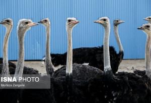 فعالیت ۶ واحد پرورش شترمرغ در بندرعباس