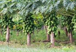 کشت ۳۰ هکتا پاپایا در سرباز