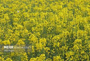 خرید ۵۴ هزارتن کلزا درگلستان؛گام بلند تعاون روستایی برای خودکفایی روغن