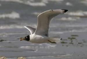 نخستین کُلُنی «کاکایی سرسیاه» بزرگ در دریاچه سد مهاباد مشاهده شد