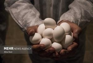 قیمت هر کیلوگرم تخم‌مرغ درب مرغداری به ۱۳۵ هزار تومان رسید