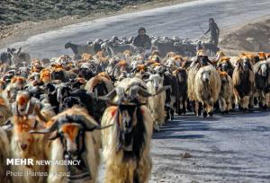 ورود عشایر به مراتع استان بوشهر آغاز شد