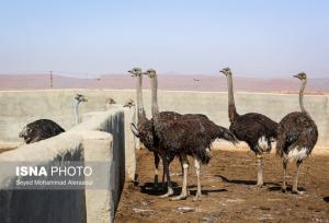ظرفیت بالای سیستان برای پرورش شتر مرغ