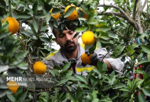 برداشت مرکبات در ۲ هزار هکتار از باغات شهرستان گچساران آغاز شد