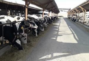 طرح‌های توسعه دامپروری گاومیش در آذربایجان غربی اجرا می شود