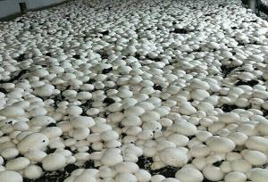 تولید سالانه قارچ در قزوین از ۱۳ هزار و ۹۰۰ تن فراتر رفت