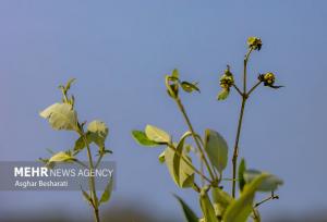 پنج هزار نهال حَرّا در روستای جهانی سهیلی جزیره قشم کاشته شد