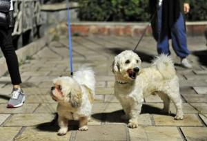 شمار مصدومان سگ‌گرفتگی در مازندران ۸ درصد کمتر شد