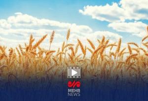 امیدواری دولت به بهبود کشت گندم با بارش‌های اخیر