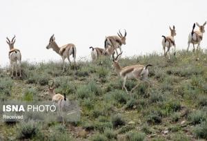 افزایش ۸ درصدی جمعیت آهو در مناطق حفاظت‌شده سرخ‌آباد و فیله‌خاصه زنجان
