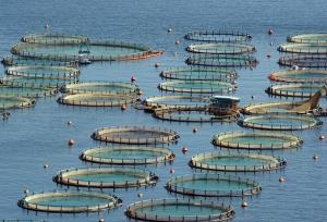 پویا: رعایت نکات ایمنی آبزی‌پروری در سرما ضروری است