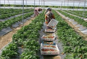 صادرات محصولات گلخانه‌ای به ۹ کشور از سیستان وبلوچستان