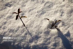 برف زمستانه در هزارجریب شرق مازندران