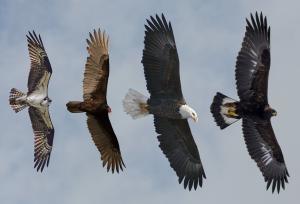 کدام جانوران در جهان بهترین «بینایی» را دارند؟
