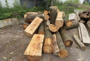 کشف چوب قاچاق در آمل/ قاچاقچیان چوب متواری شدند