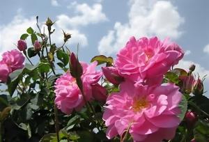 رُز طائف عربستان ثبت شد، اما عطر گل محمدی ایران بی‌رقیب ماند