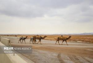 ۳۰۰ نفر شتر از تالاب جازموریان خارج شد