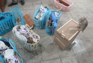 محموله پرندگان نایاب در عسلویه کشف شد