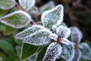 تداوم سرما و یخبندان شبانه در استان کرمان تا اواسط هفته آینده