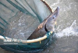 صید سالانه ۳۵۰ تن انواع تن ماهیان تجاری در ایران