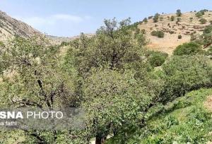 رئیس اداره جنگل‌داری استان: جنگل‌های کرمانشاه علائم خشکیدگی ندارند