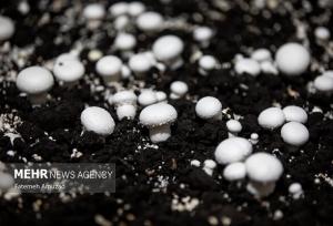 قربان پور: بیش از ۵۰۰ تن قارچ در شهرستان کاشمر تولید شده است