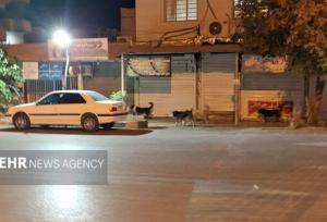 شهر در قُرُق سگ‌ها!