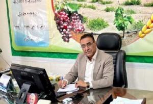مدیر جهاد کشاورزی زهک: ۲۰۰ هکتار خربزه با روش‌ آبیاری نوین کشت شد