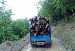 کشف ۹۸ تن چوب و زغال قاچاق در اصفهان؛ ۱۱۸ هکتار عرصه طبیعی رفع تصرف شد