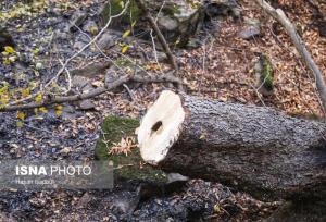 خطر وقوع آتش‌سوزی و سقوط شاخه درختان در گلستان