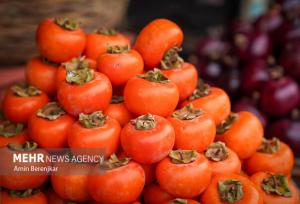 زمانی فرد: برداشت ۳۵۰۰ تن خرمالو در فارس پیش‌بینی می‌شود