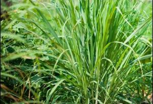 آغاز کشت گیاهان دارویی علف لیمو در ابوغویر دهلران