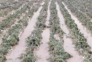 خسارت ۴۸۵ میلیارد تومانی تگرگ به مزارع گوجه‌فرنگی بردخون