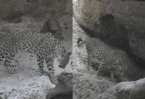 پلنگ ایرانی در چاشلوبار؛ نشانه‌ای از سلامت زیست‌بوم