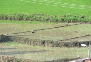 خسارت سیلاب به ۱۰۰ سردهنه کشاورزی در مازندران