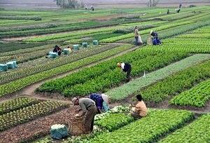 خسارت قطعی برق به کشاورزان