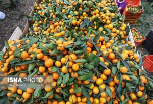 آغاز برداشت مرکبات در شهرستان بم/ پیش‌بینی برداشت ۱۶ هزار تن محصول