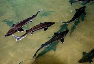 توسعه پرورش ماهیان خاویاری در سیستان و بلوچستان