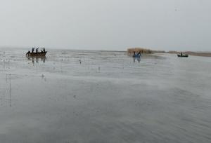 جمع‌آوری نهال‌های صنوبر خودرو در تالاب انزلی